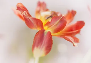 红色盛开花朵图片免抠