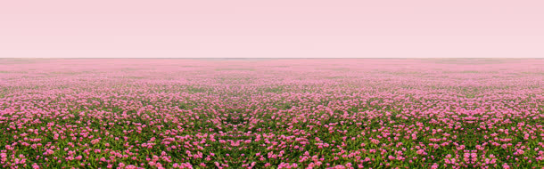 万花从中免抠