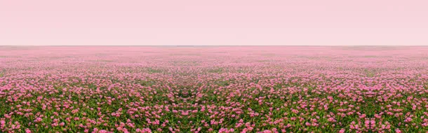 万花从中免抠