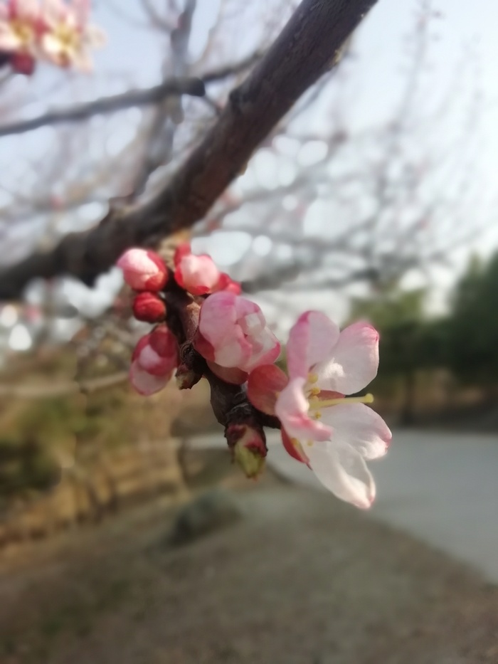 春暖花开的时节高清