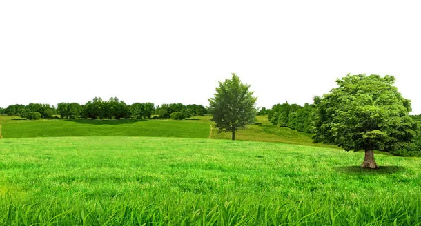 绿色草坪森林免抠背景摄影风景元素