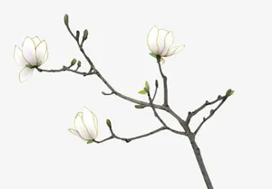手绘梨花免抠