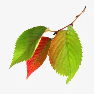树叶复苏免抠 树叶复苏免抠