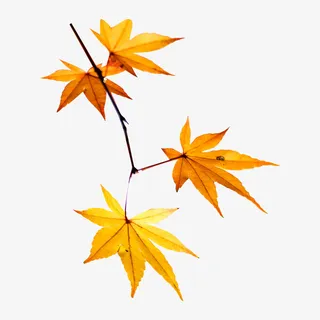 枫叶png透明图层素材免抠