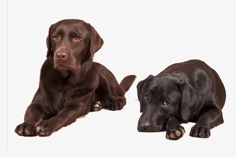 两只拉布拉多犬免抠