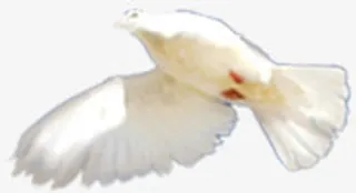 白色春天飞舞白鸽免抠装饰动物元素