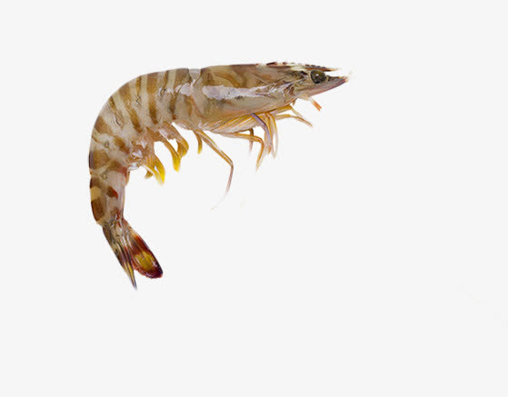 免抠素材虾类图片免抠