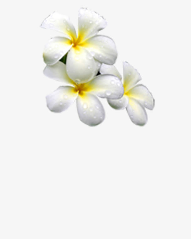 白色茉莉花免抠