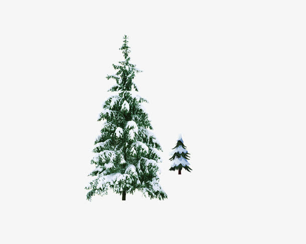 落满积雪的松树免抠