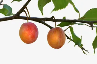 树上的李子免抠