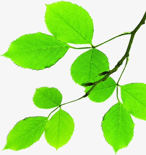 绿色简约树叶树枝免抠
