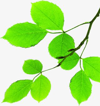 绿色简约树叶树枝免抠
