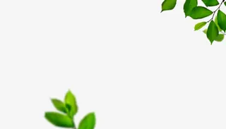 边角绿叶png素材免抠