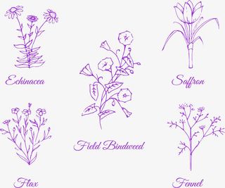 手绘紫色牵牛花免抠