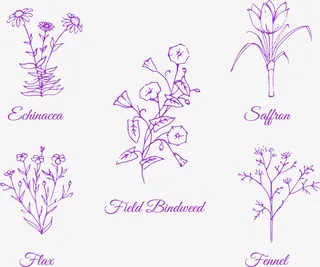 手绘紫色牵牛花免抠