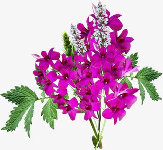 花卉图案装饰图片免抠