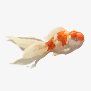 金鱼，鱼，鲤鱼，红色鱼4免抠