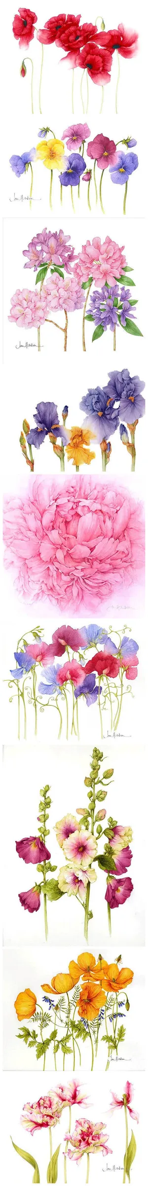 手绘红色花朵大屏免抠