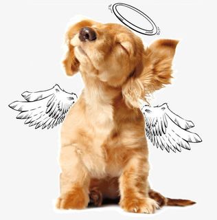天使狗狗免抠