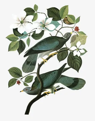 绿色花鸟植物免抠