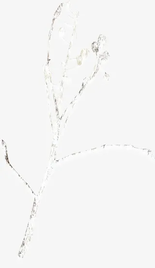 飘雪花朵树枝免抠