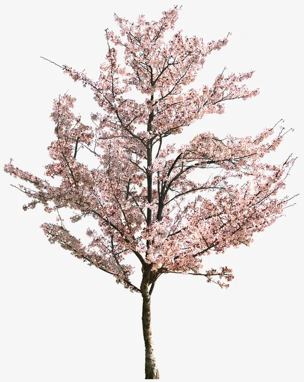樱花树PNG.免抠