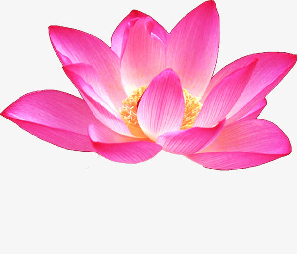 玫粉盛开荷花免抠