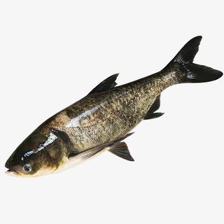 花鲢熊鱼黑鲢大头鱼胖头鱼免抠