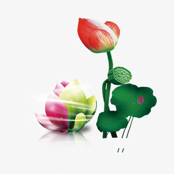 莲藕花朵免抠