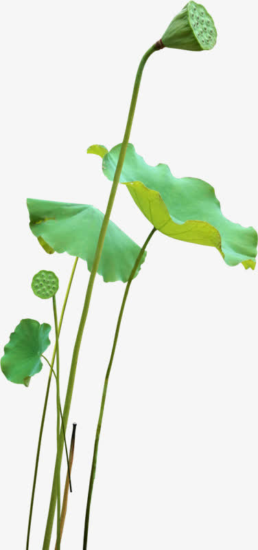 荷花叶子莲子png素材免抠