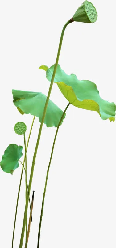 荷花叶子莲子png素材免抠