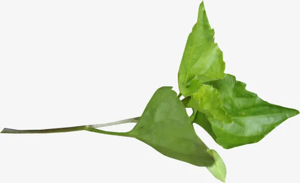 花草图片素材花草ps素材免抠