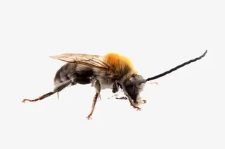 毛绒的昆虫高清免扣素材免抠