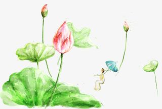 水彩荷花插图免抠