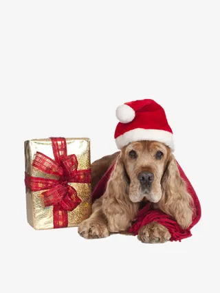 金毛送圣诞礼物免抠