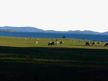 绿色草原牧场免抠