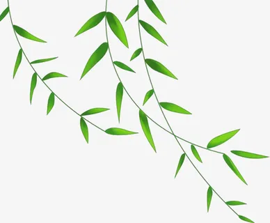 绿色春季清新柳条免抠 绿色春季清新柳条免抠