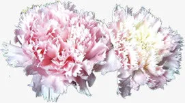 粉色淡雅康乃馨花朵免抠