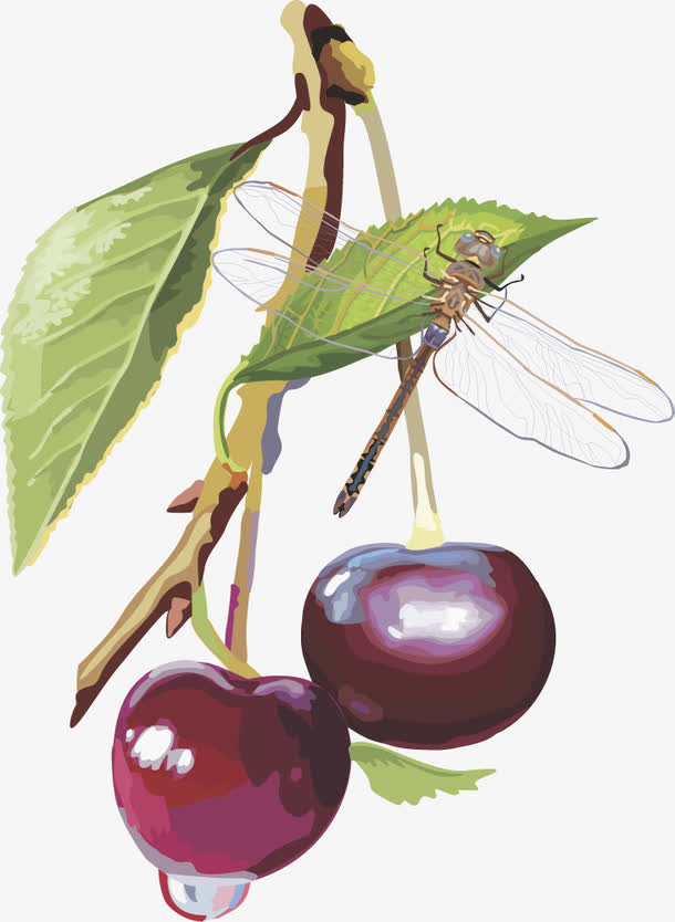 水果矢量图灯笼果蓝莓 蓝莓免抠