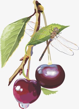 水果矢量图灯笼果蓝莓 蓝莓免抠