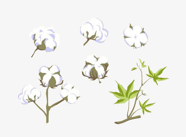棉花免抠
