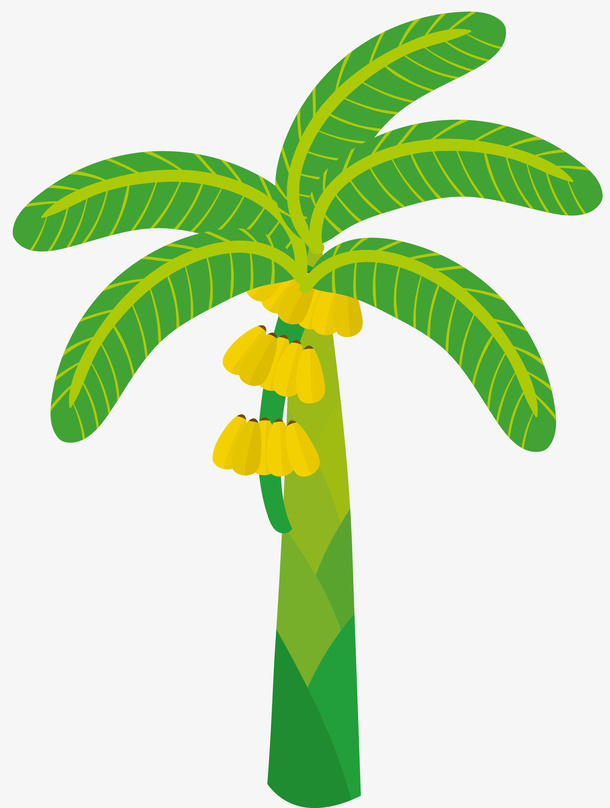 扁平风格粗大的香蕉树免抠