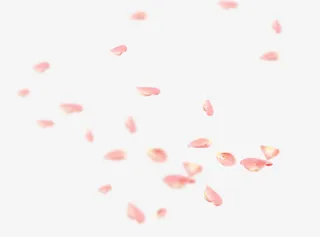 漫天飘零的粉花瓣免抠