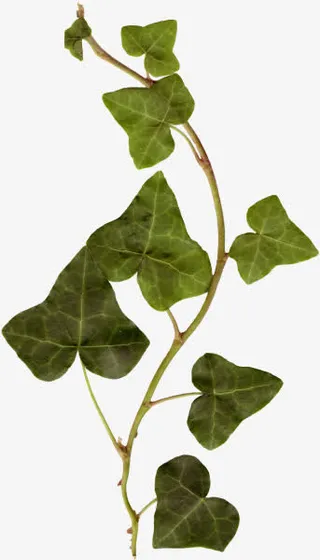 绿色三角青藤树枝免抠