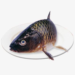 鲜活的鲤鱼图片免抠