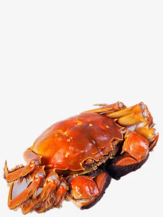 金秋大闸蟹免抠