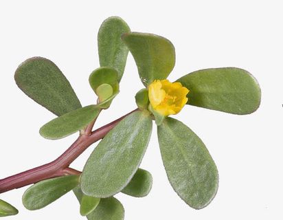 马齿苋免抠素材免抠