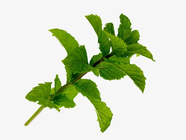 薄荷叶免抠