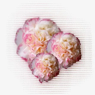 鲜艳的花朵免抠