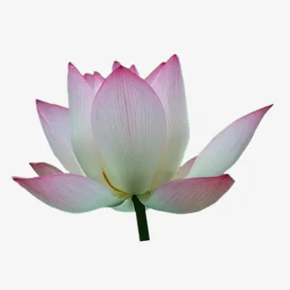 荷花，粉色，夏季，半开免抠